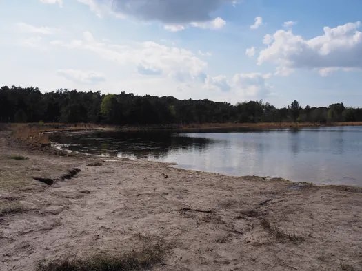 Kalmthoutse Heide, Kalmthout (België)
